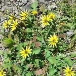 Arctotheca calendula Habit