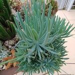 Dudleya edulis Hoja
