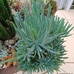 Dudleya edulis Yaprak