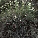 Erigeron rhizomatus 整株植物