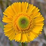 Helenium pinnatifidum Flower