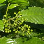 Psychotria jimenezii Leht