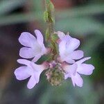 Verbena officinalis 花