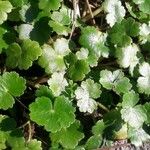 Hydrocotyle ranunculoides Levél