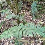 Dryopteris wallichiana Leaf