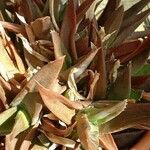 Aloe spp. Leaf