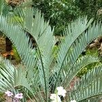 Encephalartos lehmannii ഇല