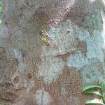 Dillenia borneensis Azala