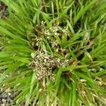 Luzula sylvatica Λουλούδι