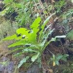 Sonchus fruticosus Fiore