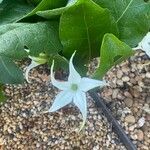 Jaborosa integrifolia Flower