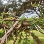 Acacia tortilis Bark