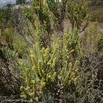 Arthrocnemum macrostachyum Likasa