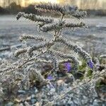 Echium vulgareVirág