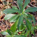 Daphne laureola Folha