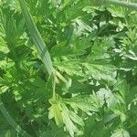 Artemisia lactiflora Blad