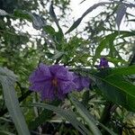 Solanum laciniatum Кветка