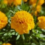 Tagetes erectaFlor