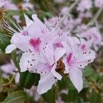 Rhododendron davidsonianum Blüte