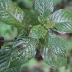 Sabicea panamensis Leaf