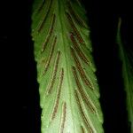 Asplenium juglandifolium Folha