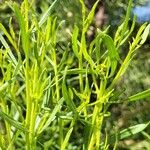 Baccharis sarothroides Hoja