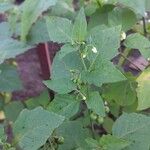 Solanum nigrum 叶