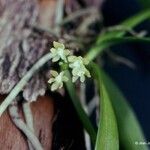Saccolabium papuanum Kukka
