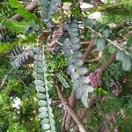 Sophora microphylla Hoja