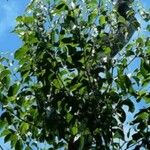 Cordia acutifolia Hoja
