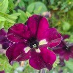 Petunia spp.Λουλούδι