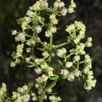 Galium angustifolium फूल