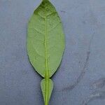 Citrus hystrix Leaf