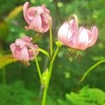 Lilium martagon 花