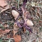 Allium commutatum Fruto