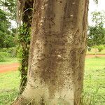 Albizia zygia Corteza