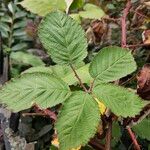 Rubus armeniacus برگ