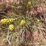 Pinus edulis Fleur