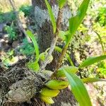 Epidendrum rigidum ഇല