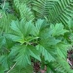 Viburnum sargentii Leaf