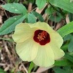Hibiscus surattensis Blüte