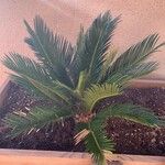 Cycas revolutaBlad