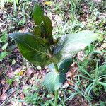 Asclepias cordifolia Habitat