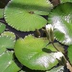 Nymphaea lotus 花