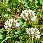 Trifolium repens Hábito