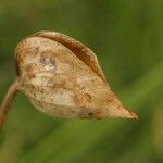 Commelina coelestis Fruit