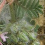 Astragalus glaux Blomma
