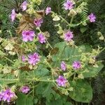 Mirabilis viscosa Flower