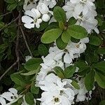 Exochorda racemosa Kukka