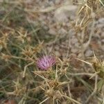 Centaurea calcitrapaBlüte